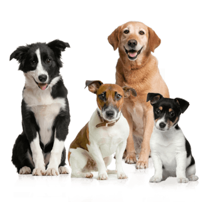 Biscuit | Get rewarded for walking your dog | Frequently Asked Questions